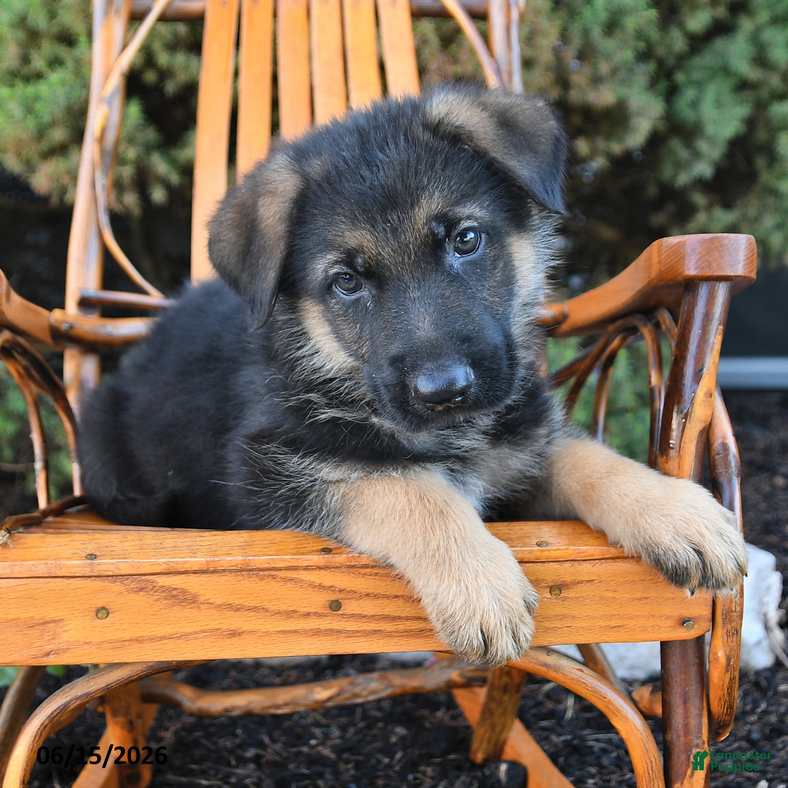 German Shepherd dogs Dash - Ad 2