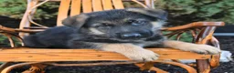 German Shepherd dogs for sale: Dash - Ad 2