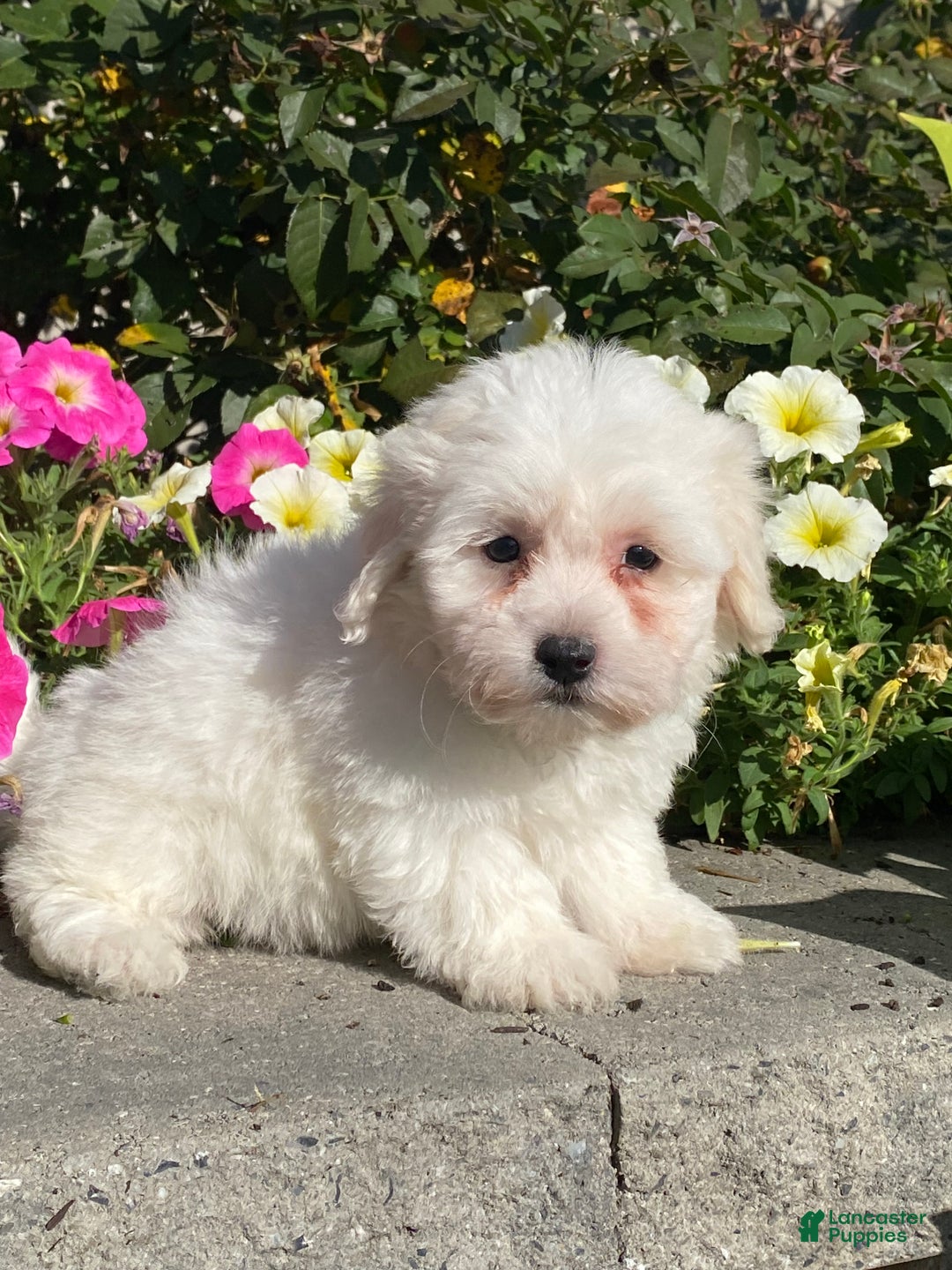 Coton De Tulear dogs for sale: Clifford  - Ad 3