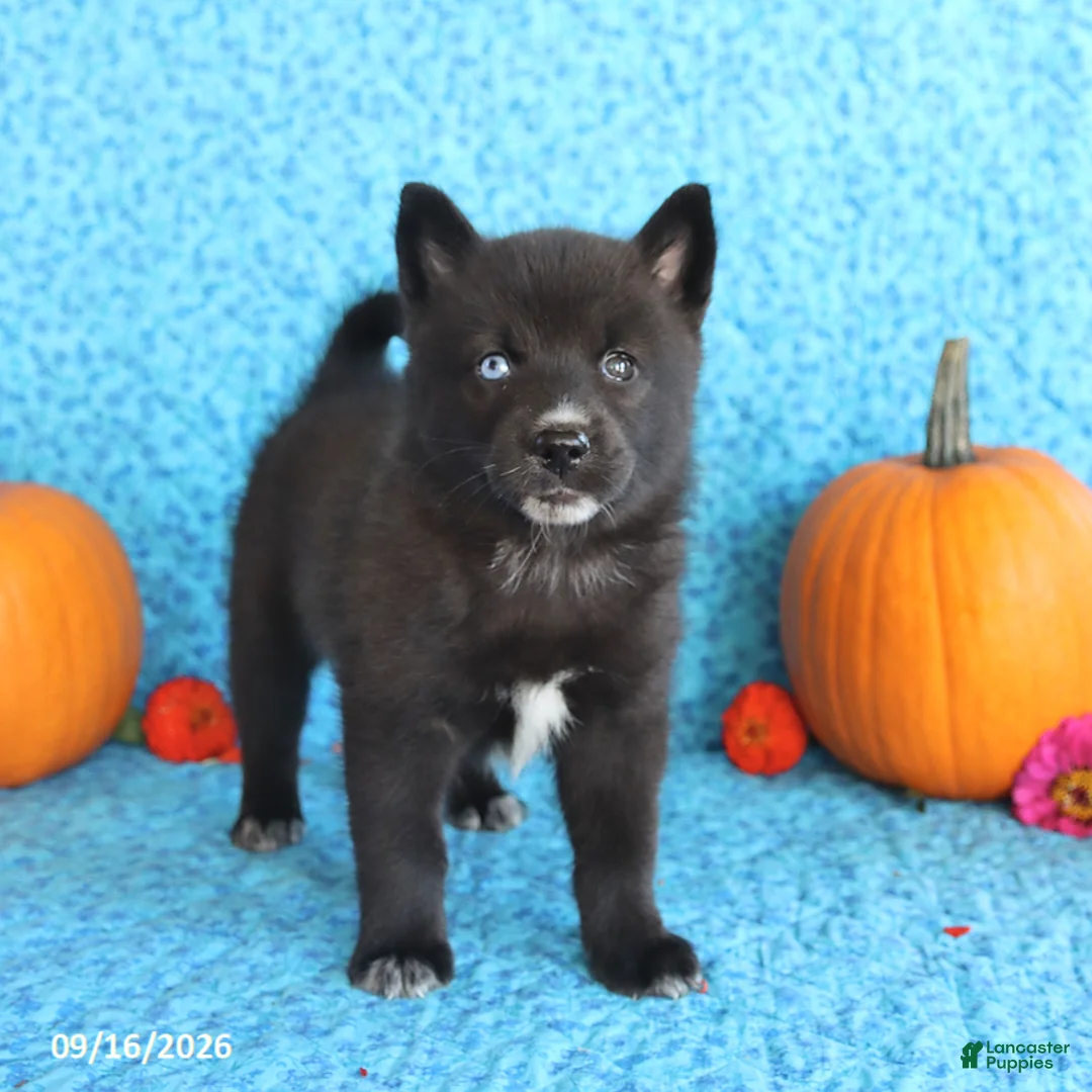 Pomsky dogs for sale: Tilly - Ad 1