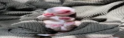 Border Collie dogs for sale: Boba - Ad 1