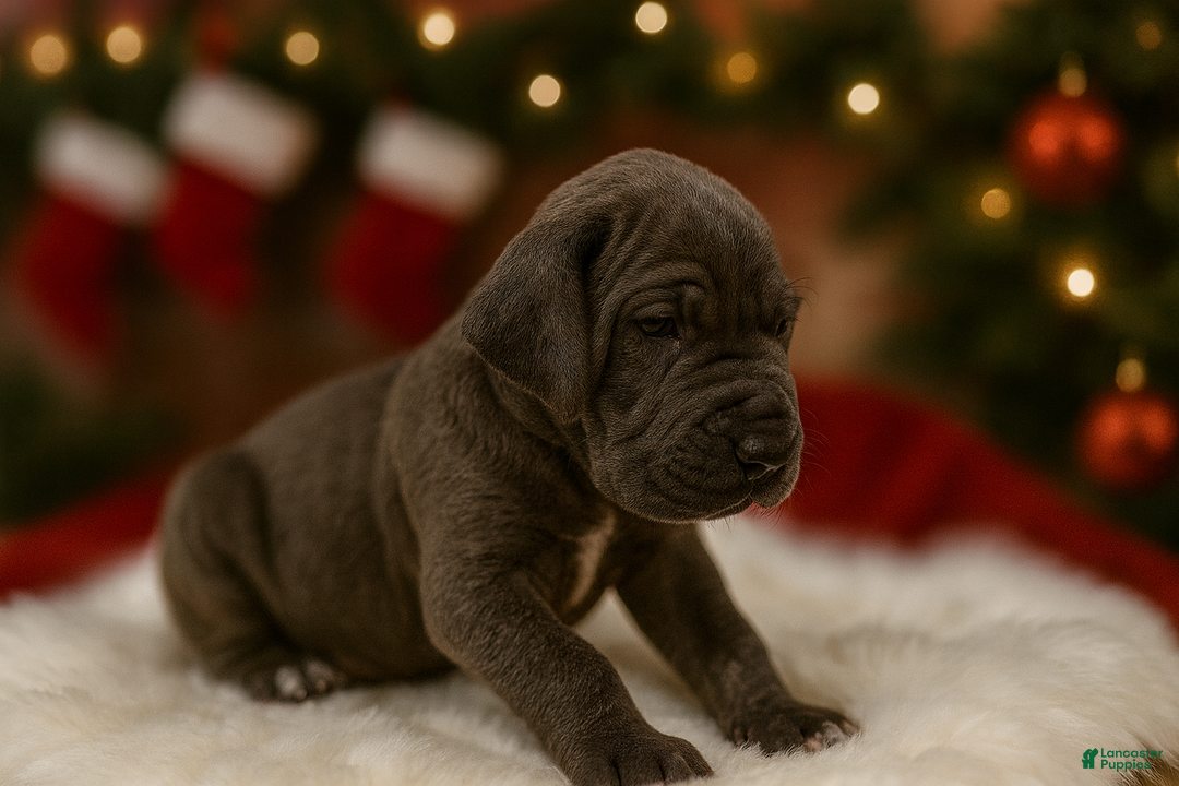 Great Dane dogs for sale: Playmaker - Ad 3