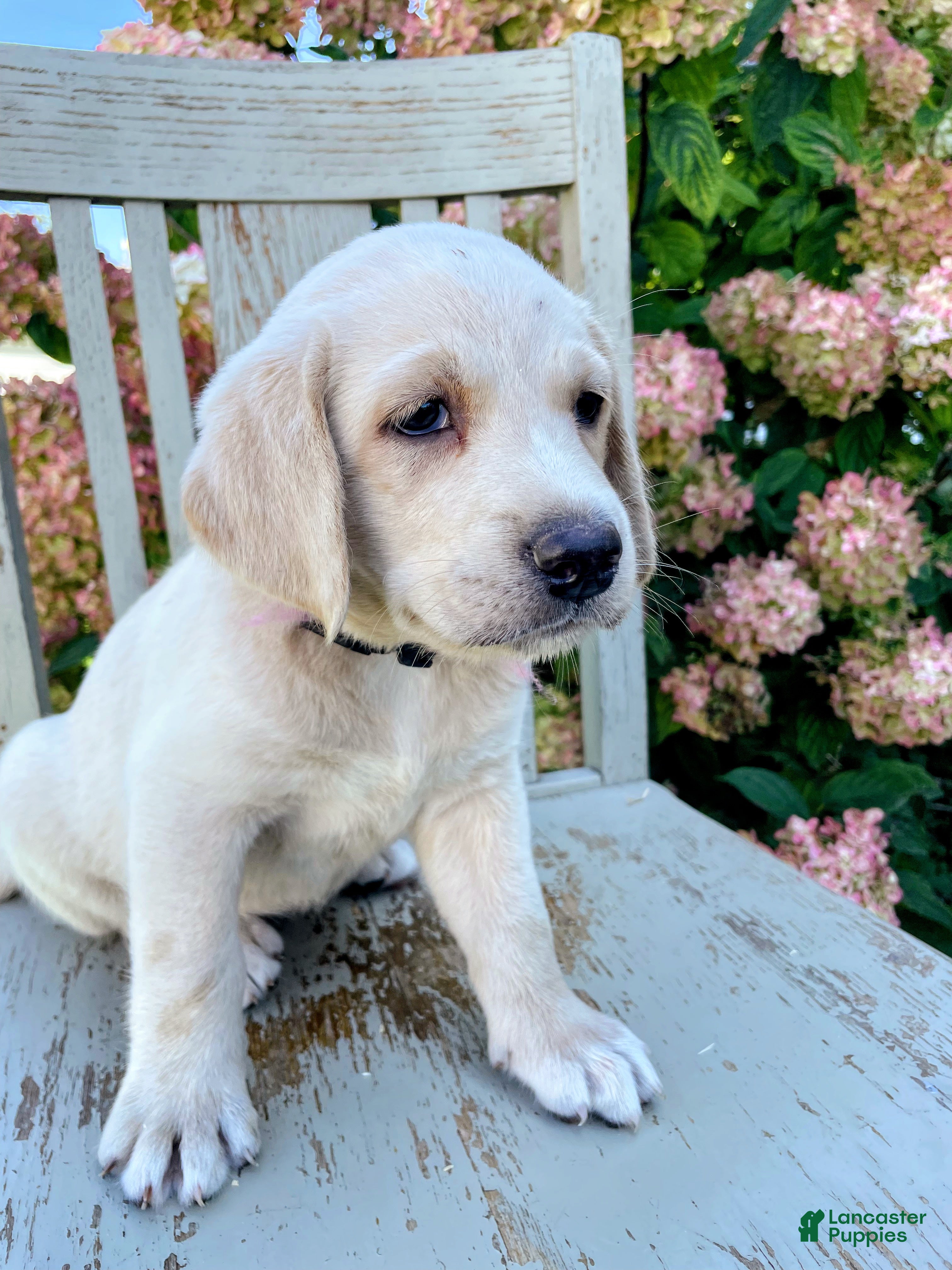 Labradoodle dogs Ally - Ad 37