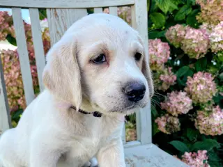 Labradoodle dogs Ally - Ad 37
