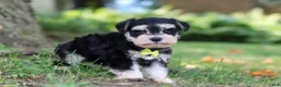 Miniature Schnauzer dogs for sale: Brodie - Ad 3