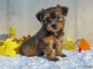Yorkiepoo dogs - Ad 31