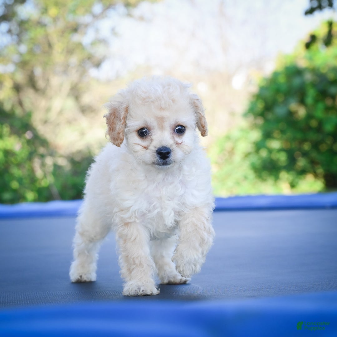 Cavapoo dogs for sale: Callie - Ad 3
