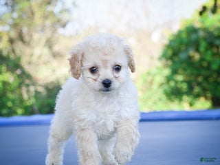 Cavapoo dogs Callie - Ad 22