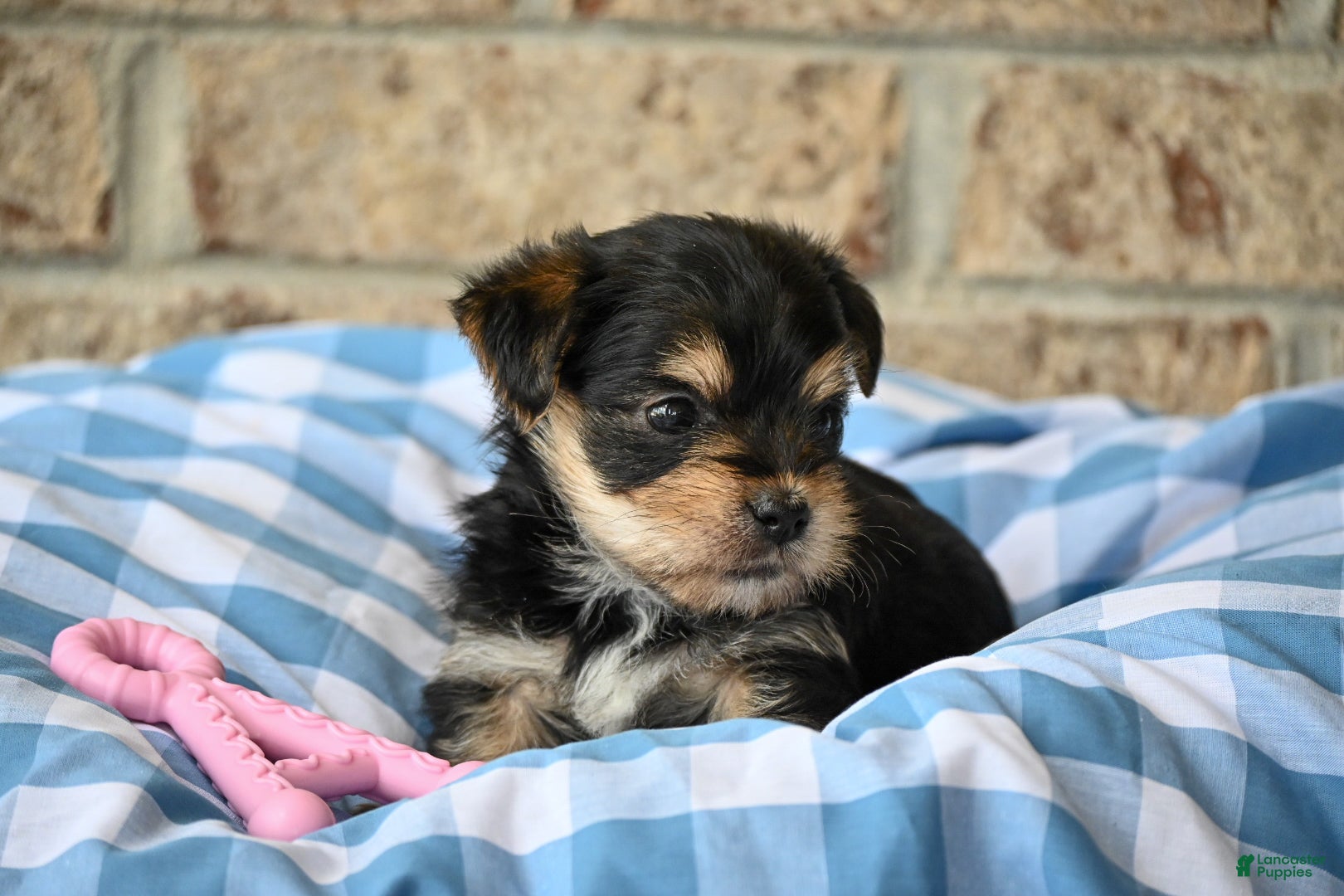 Morkie dogs Linda - Ad 2