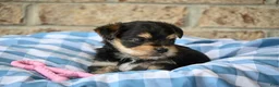 Morkie dogs for sale: Linda - Ad 2