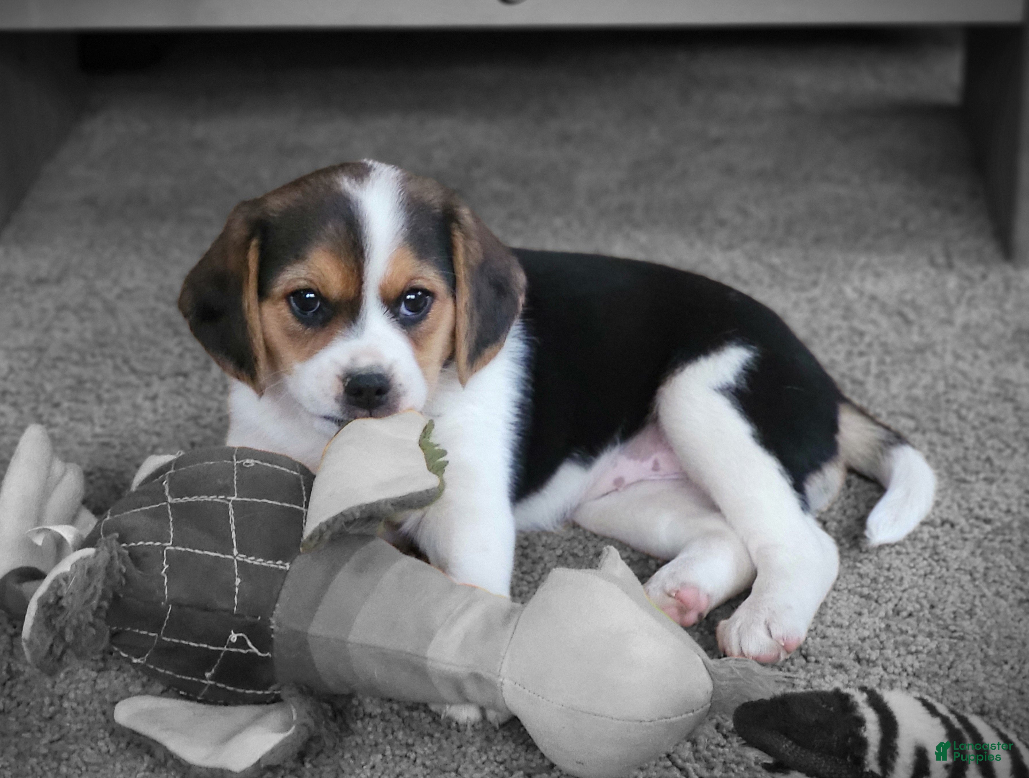 Puggle dogs Sadie - Ad 28