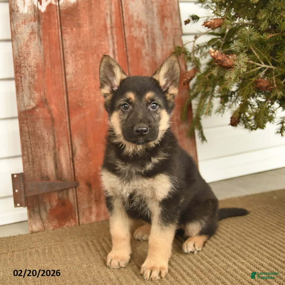 German Shepherd dogs for sale: Bruno  - Ad 3