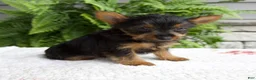 Yorkshire Terrier dogs for sale: Tucker - Ad 4