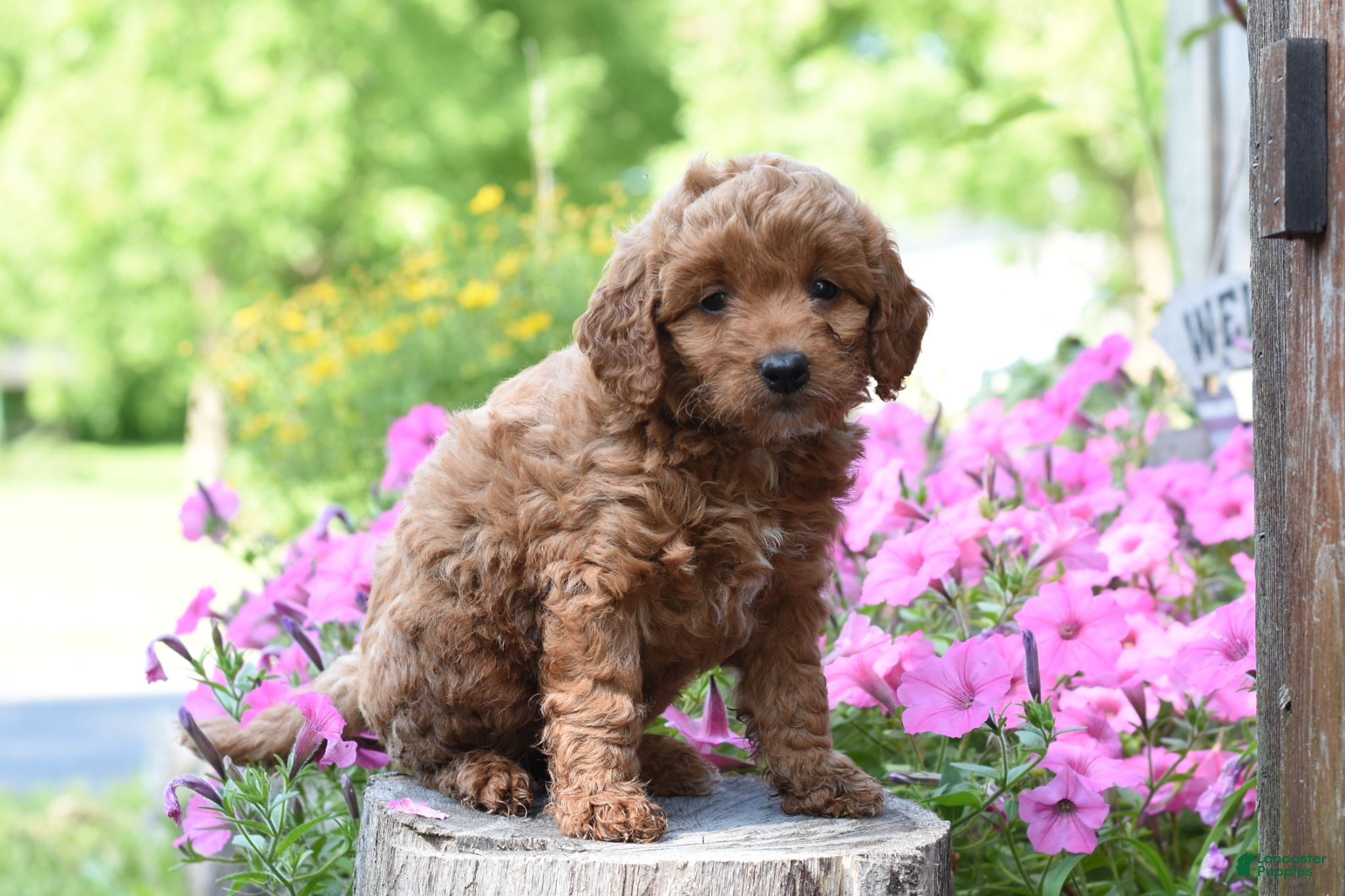 Cockapoo dogs Red - Ad 2