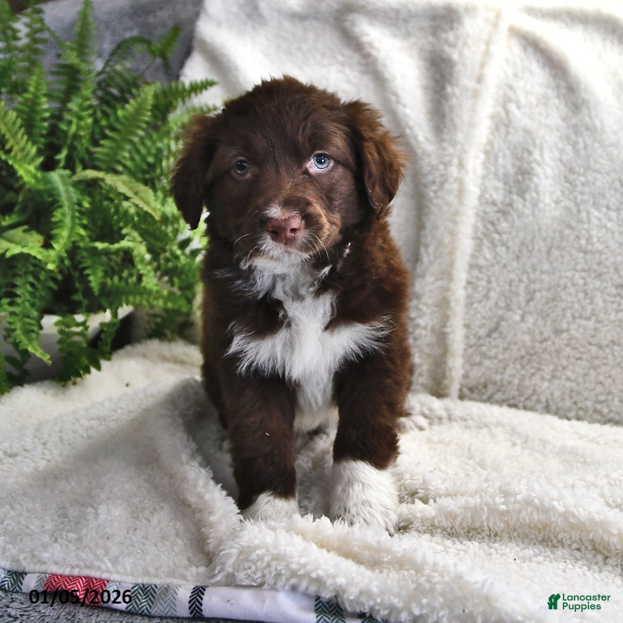 Portuguese Water Dog dogs Dusky - Ad 24