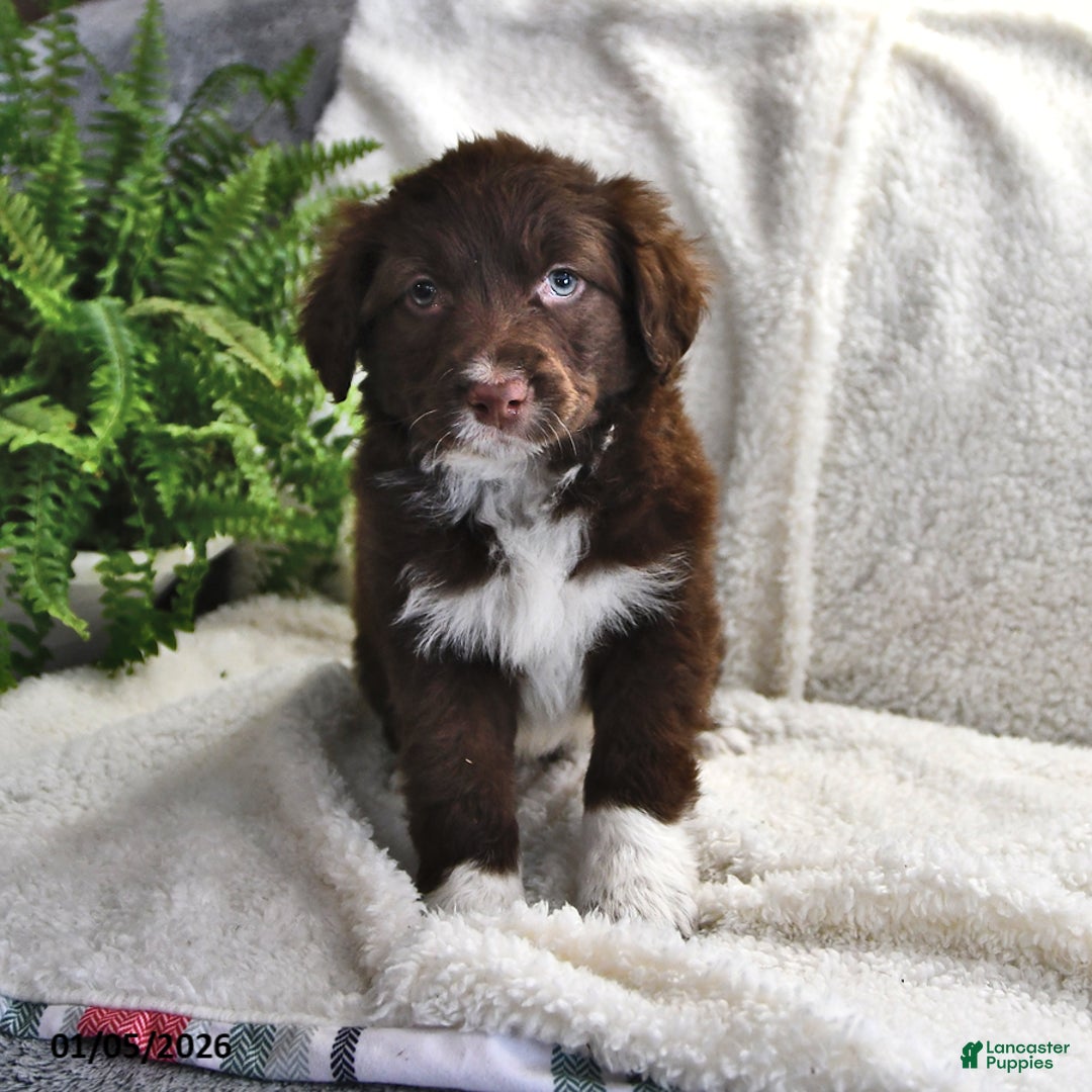 Portuguese Water Dog dogs for sale: Dusky - Ad 6