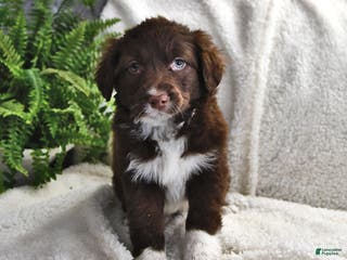 Portuguese Water Dog dogs Dusky - Ad 7