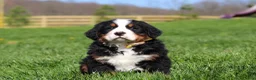 Bernese Mountain Dog dogs for sale: Jake - Ad 10