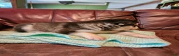 Alaskan Malamute dogs for sale: Wanda - Ad 2