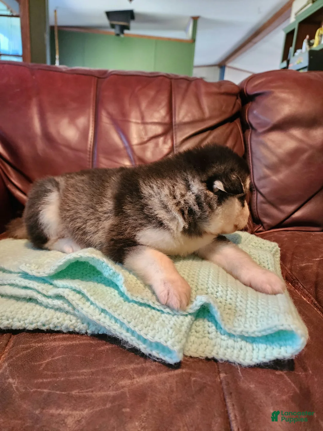 Alaskan Malamute dogs for sale: Wanda - Ad 2