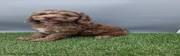 Cockapoo dogs for sale: Andover - Ad 7
