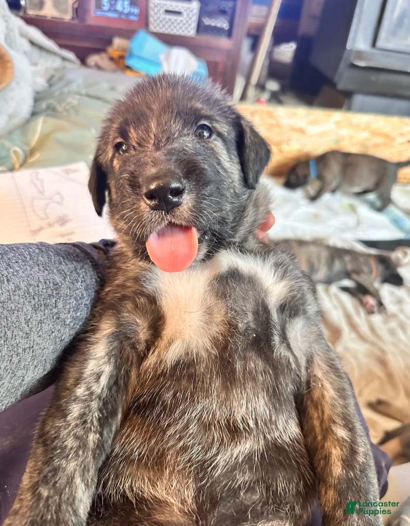 Irish Wolfhound dogs Bella 907-575-2003 - Ad 1