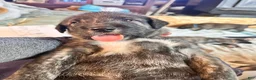 Irish Wolfhound dogs for sale: Bella 907-575-2003 - Ad 1