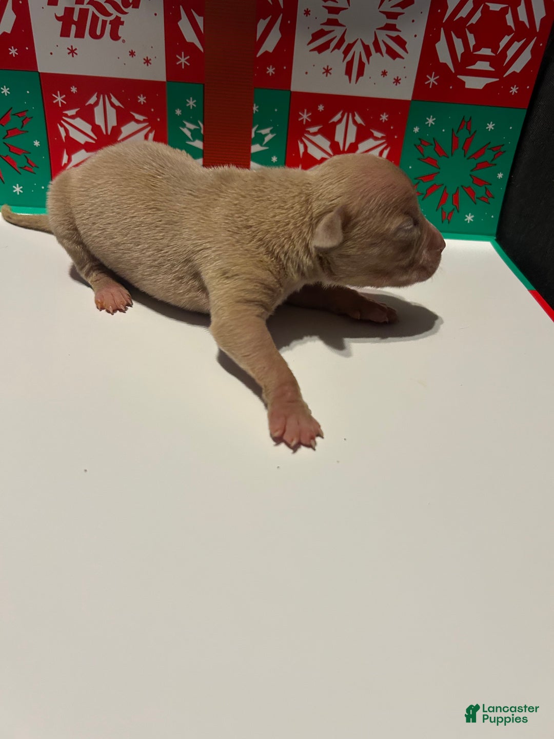 American Bully dogs for sale: American Bully Puppy 1 - Ad 2