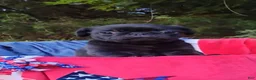 Pug dogs for sale: Black Bear - Ad 5