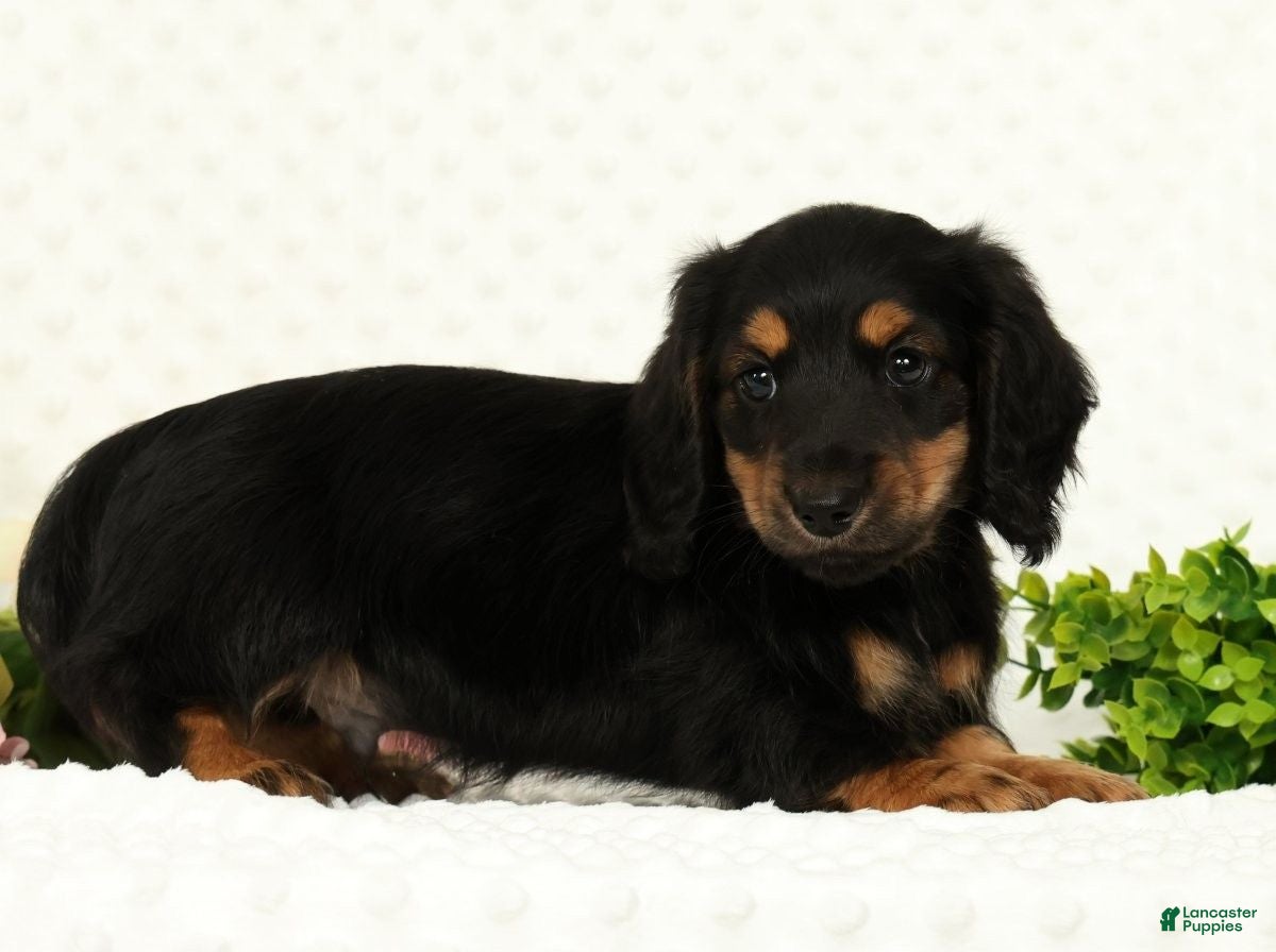 Miniature Dachshund dogs for sale: Samson - Ad 5