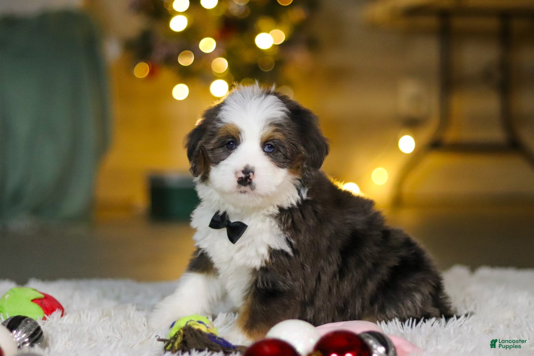 Mini Bernedoodle dogs for sale: Travis - Ad 2