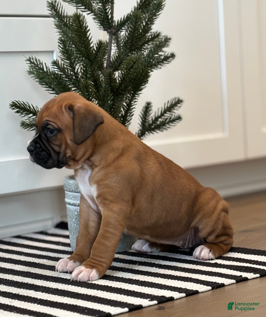 Boxer dogs for sale: Ginger - Ad 5