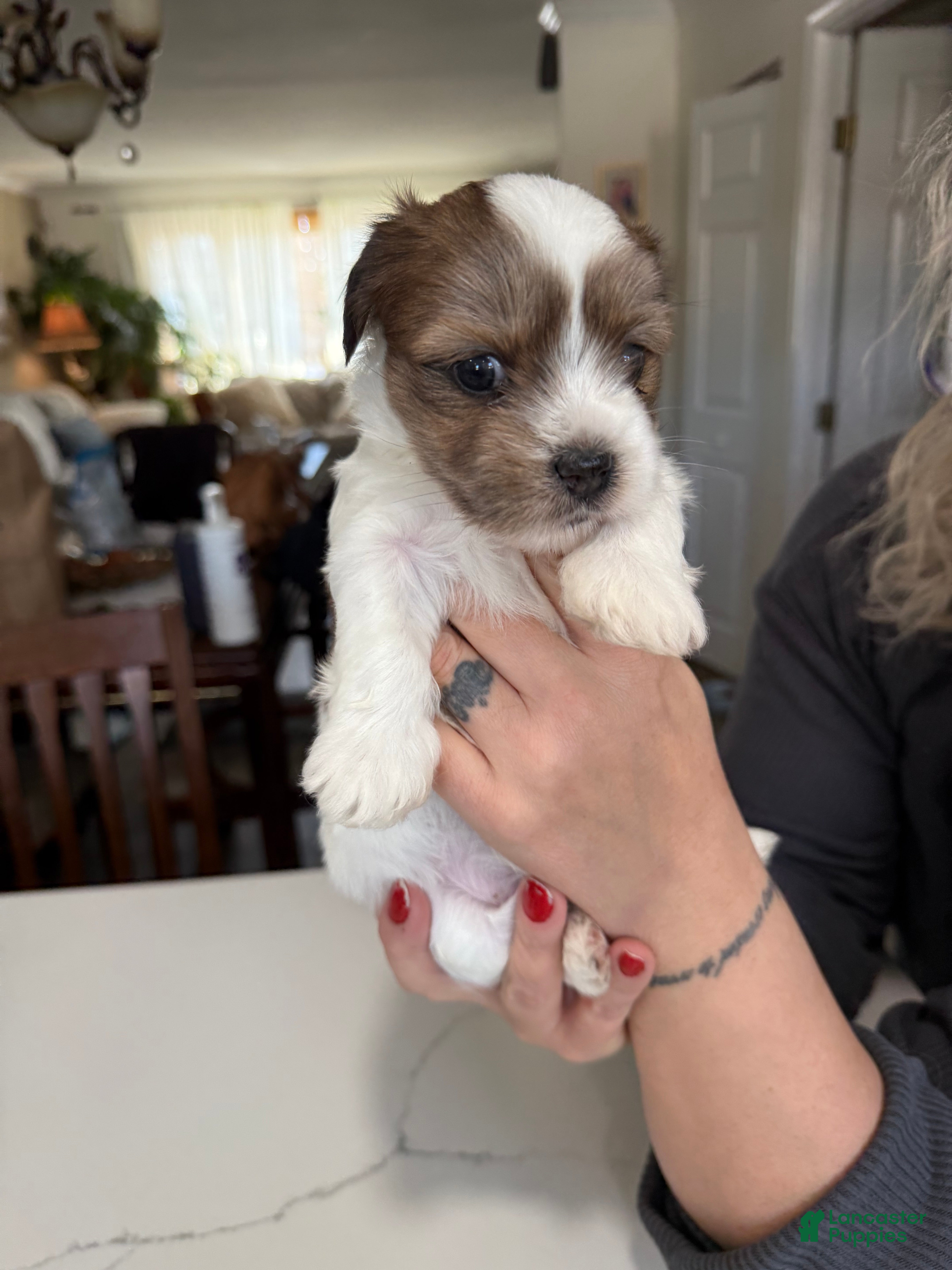 Shorkie dogs Shorkie Puppy 2 Elmo - Ad 20