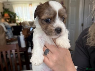 Shorkie dogs Shorkie Puppy 2 Elmo - Ad 20