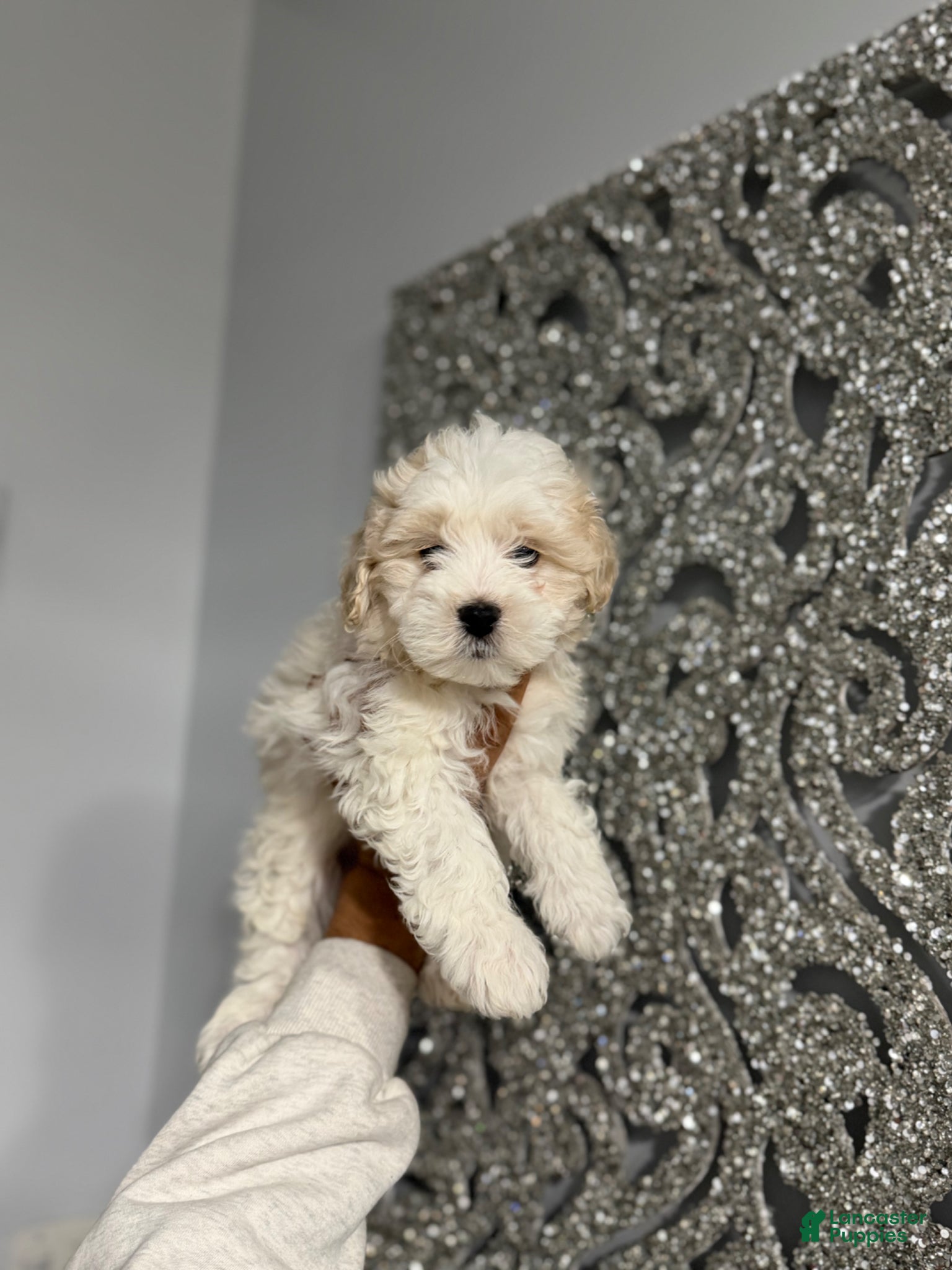 Maltipoo dogs Dan - Ad 19