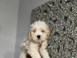 Maltipoo dogs Dan - Ad 19