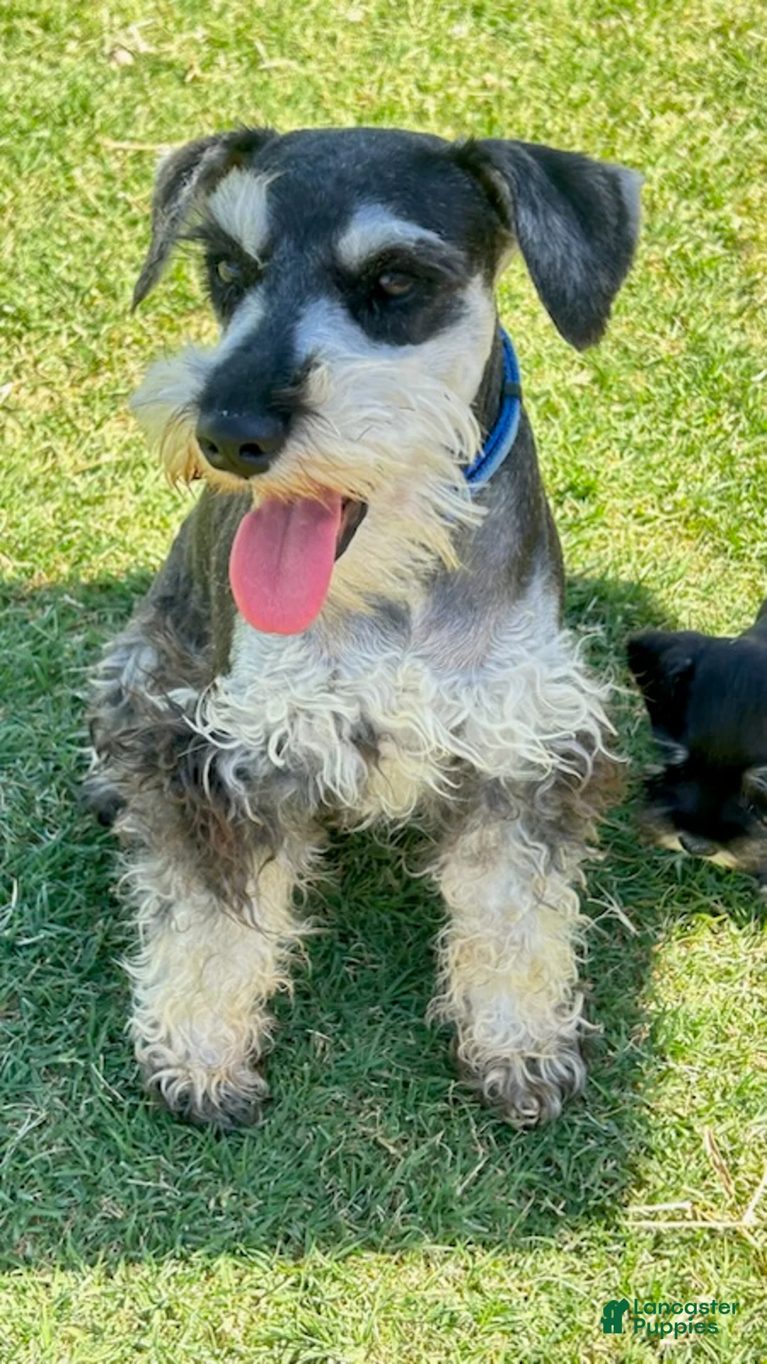 Miniature Schnauzer dogs for sale: Ranger - Ad 4