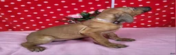 Rhodesian Ridgeback dogs for sale: Roxy - Ad 3
