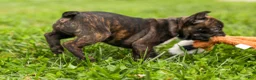 Frenchton dogs for sale: BETZY - Ad 5