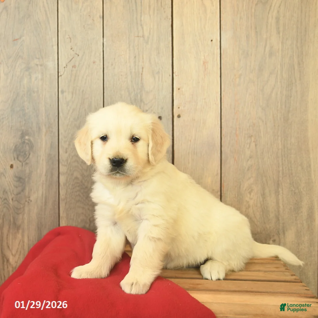 Golden Retriever dogs for sale: Gemma  - Ad 2