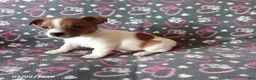 Jack Russell Terrier dogs for sale: Trooper - Ad 3