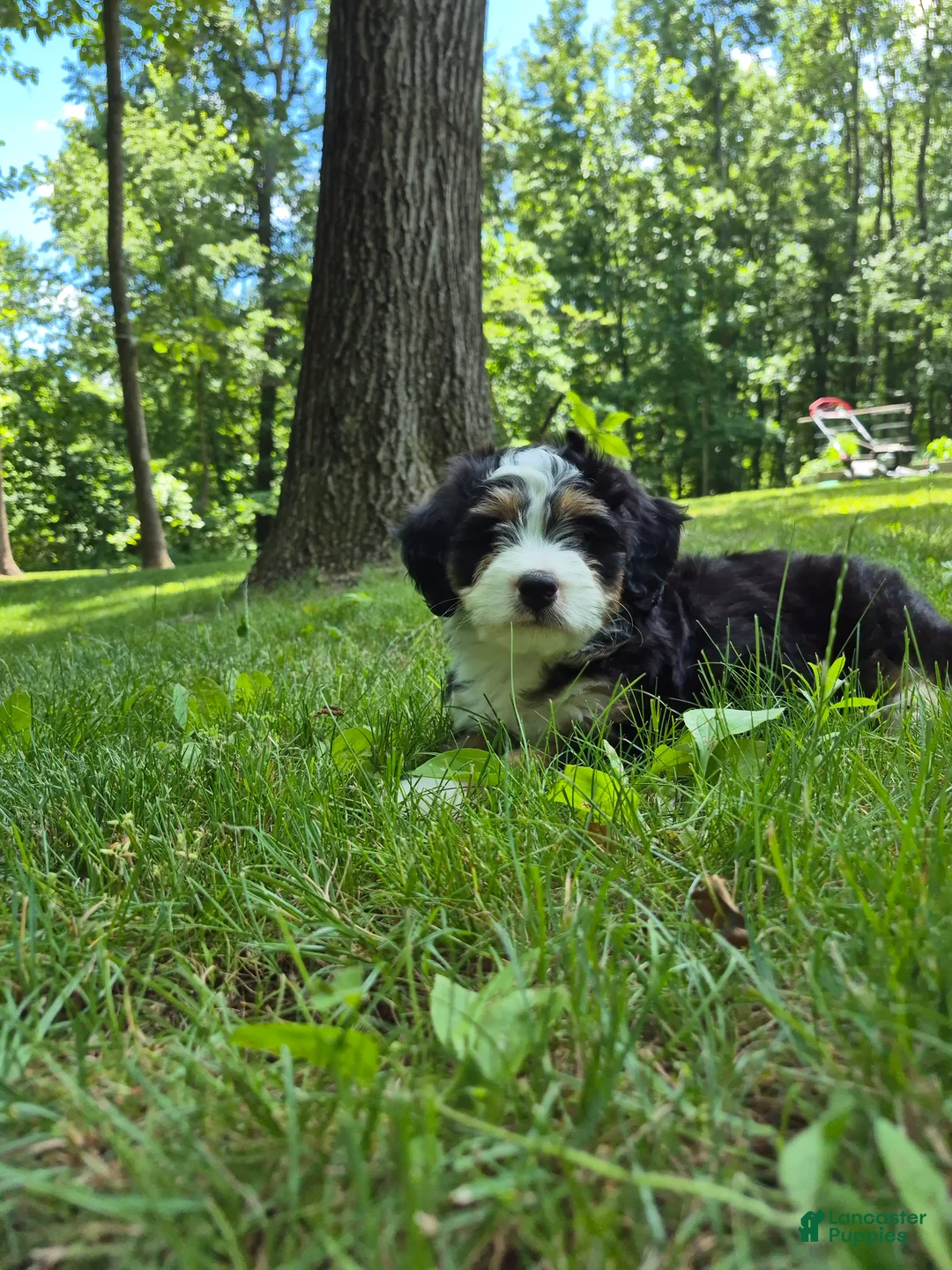 Bernedoodle dogs for sale: Loki - Ad 1