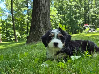 Bernedoodle dogs for sale: Loki - Ad 4