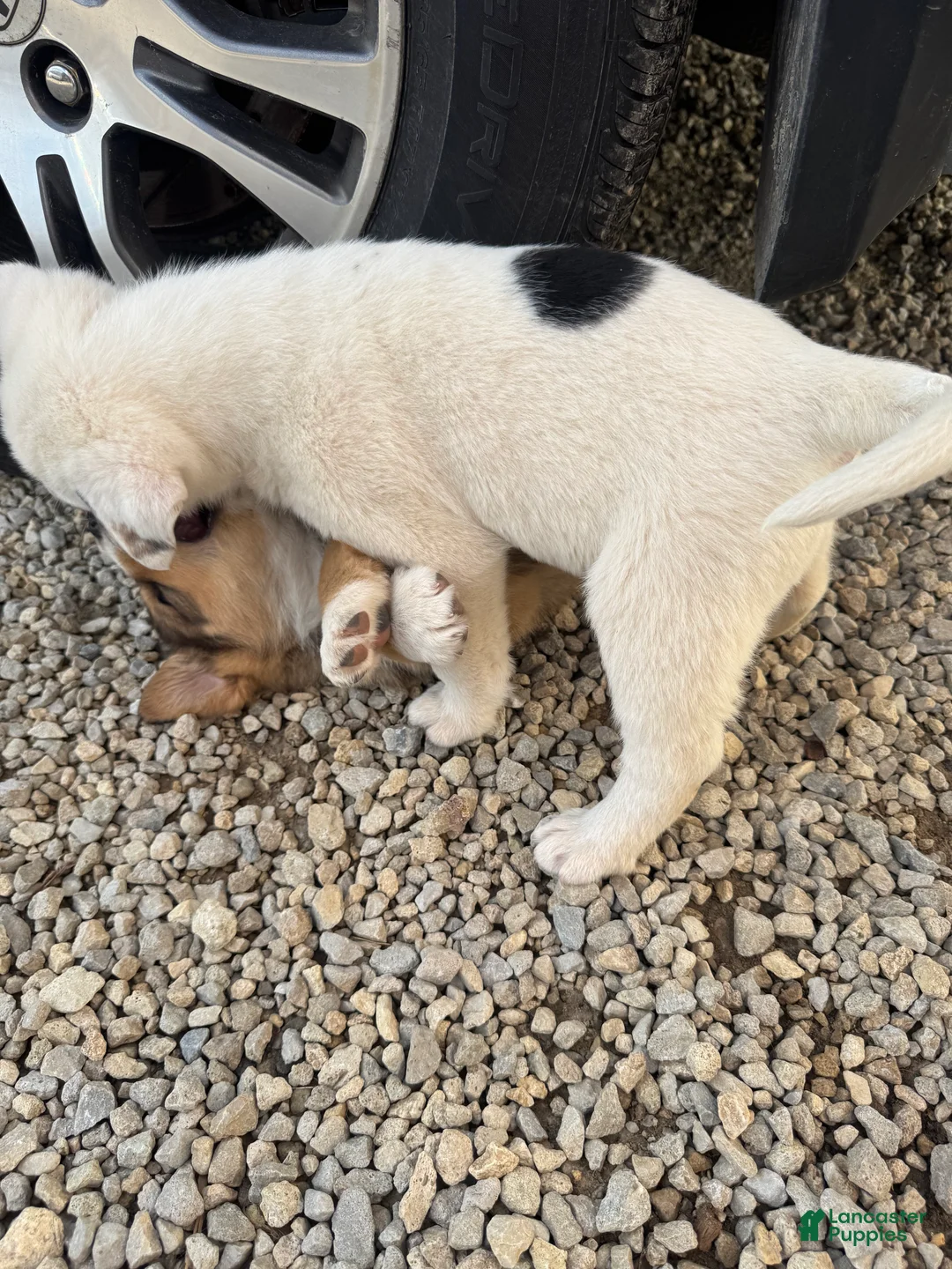 Mixed Breed dogs for sale: Bandit - Ad 11