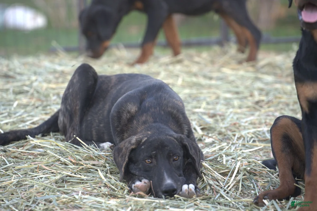 Mixed Breed dogs for sale: Bear Tiscar Farm Dog - Ad 17