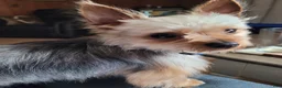 Yorkshire Terrier dogs for stud: Yeti looking for a girlfriend.  - Ad 4