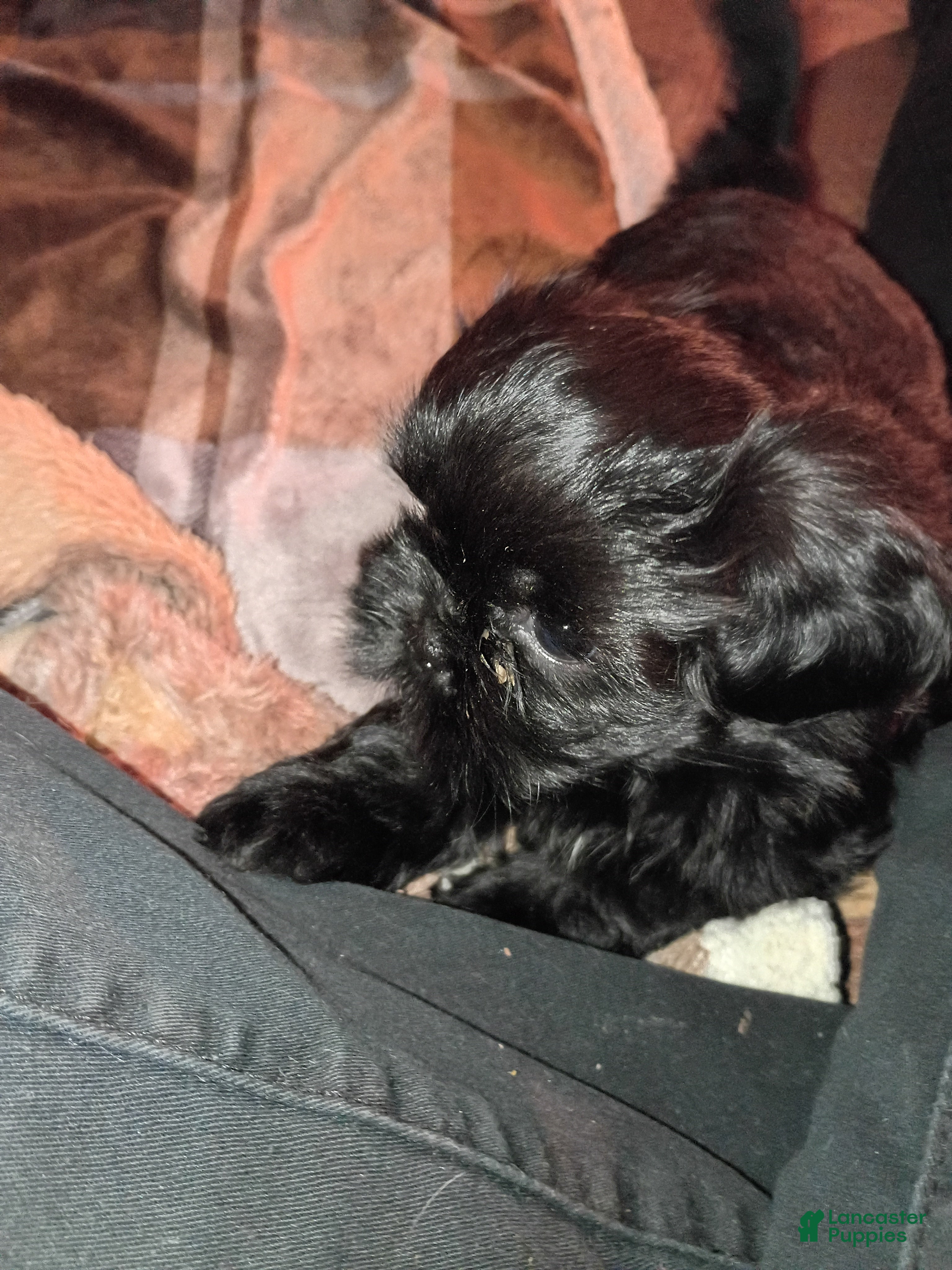 Shih Tzu