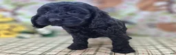 Cockapoo dogs for sale: Glaze - Ad 19