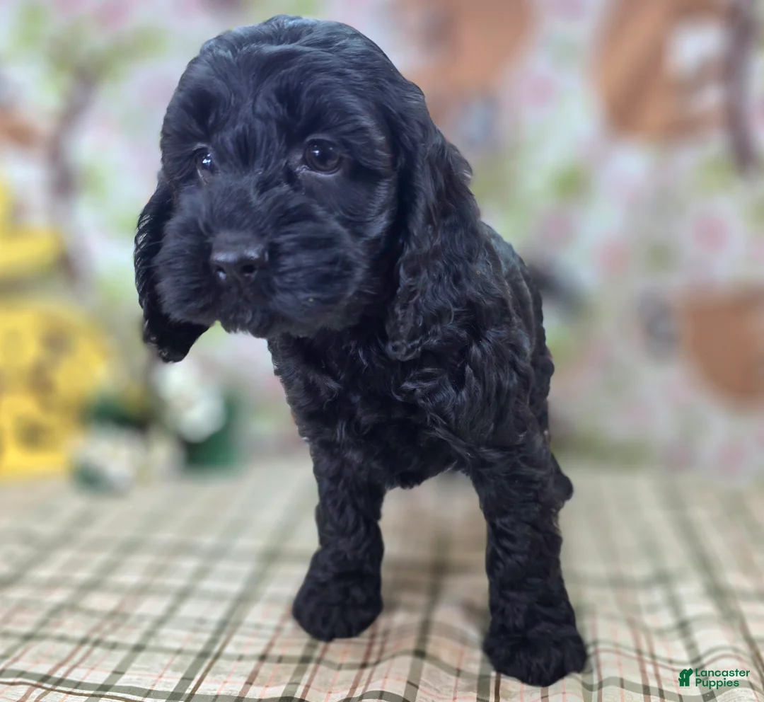 Cockapoo dogs for sale: Glaze - Ad 19