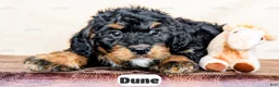 Bernedoodle dogs for sale: Dune - Ad 8